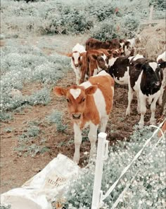 a herd of cattle standing on top of a grass covered field