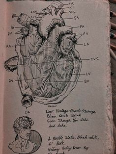 a drawing of the human heart on a piece of paper with notes attached to it