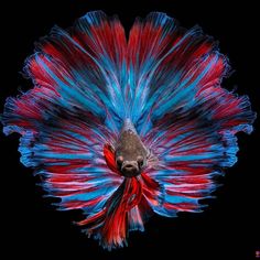 a red and blue fish with its head turned to the side on a black background