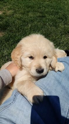 a person is holding a puppy in their lap on the grass with his arm around him