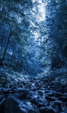 a forest filled with lots of trees and rocks