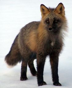 a red fox standing in the snow looking at the camera