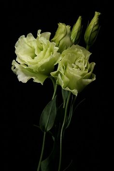 two yellow roses in a vase on a black background