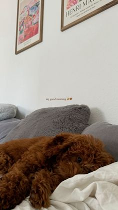 a brown dog laying on top of a bed next to two framed pictures above it