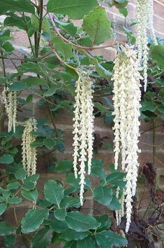 some white flowers hanging from a tree near a brick wall with ivy growing on it