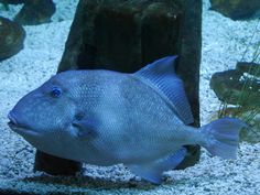 a large blue fish in an aquarium with gravel and rocks around it's edges