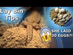 an image of a lizard in the sand with text that reads lay bin tips she laid 30 eggs?