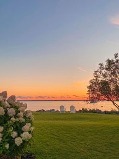 the sun is setting over the water and some flowers are blooming in the foreground