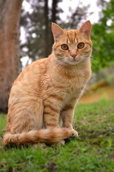 an orange cat sitting in the grass next to a tree and looking at the camera