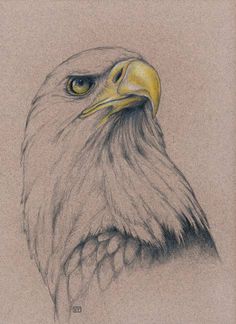 a pencil drawing of an eagle's head with yellow eyes and long, curved beak