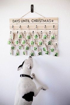 DIY Dog Advent Calendar - All for the Memories Diy Pet Stuff, Dog Diy Crafts, Dog Diy Projects, Diy Dog Gifts, Dog Advent Calendar, Dog Gift Basket, Dog Gift Box, Dog Diy, Simple Christmas Decor