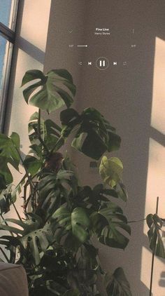 a plant in front of a window with headphones on