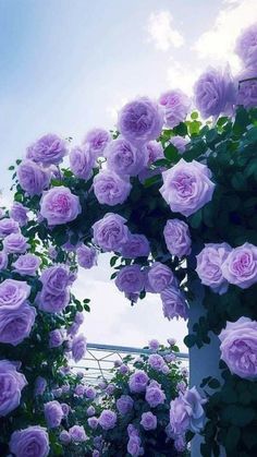 purple roses are growing on the side of a white pillar in front of blue sky