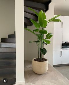 a potted plant sitting on top of a wooden table next to a stair case