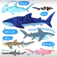 a poster with different types of sharks and fish on it's sides, including the words hello shark