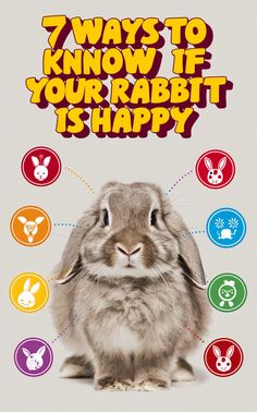 a rabbit with the words'7 ways to know if your rabbit is happy '