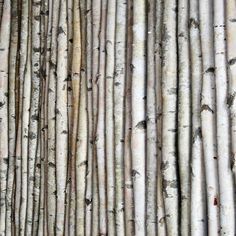 the bark of an old birch tree is very thin and has no leaves on it