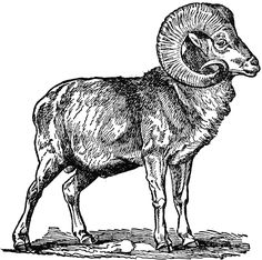 an animal that is standing on the ground with its head turned to the side, vintage line drawing or engraving illustration