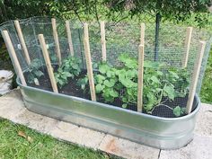 an outdoor garden with plants growing in it