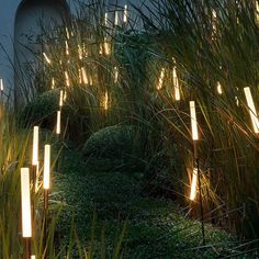 there are many lights in the grass