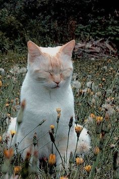 an orange and white cat is sitting in the grass