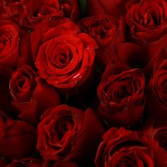 a bunch of red roses with water droplets on them