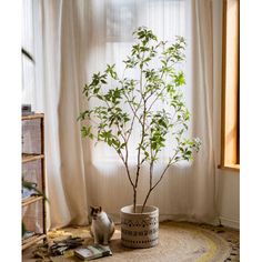 a cat sitting next to a potted plant on a rug in front of a window