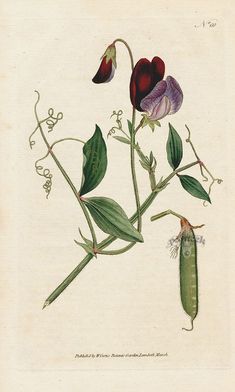 Lathyrus Odoratus, Botanical Artists, Flower Graphics, Botanical Flowers Print, Sweet Pea Flowers, Botanical Vintage, Botanical Illustration Vintage, Illustration Botanique, Flower Tree