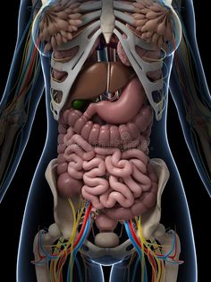 an image of the human body's organs and their major vessels, including the stomach