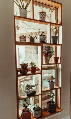 several potted plants are displayed on a shelf in the corner of a window sill