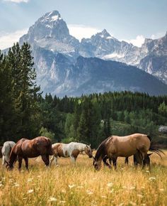 four horses grazing in a field with mountains in the background