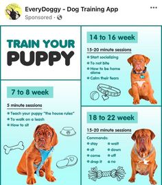 train your puppy Puppy Schedule, Puppy Training Schedule, Train Your Puppy, Puppies Tips, Puppy Mom, Easiest Dogs To Train, Basic Dog Training, Puppy Training Tips