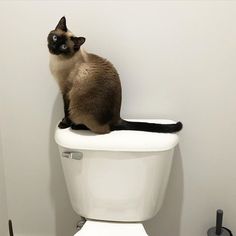 a siamese cat sitting on top of a toilet seat