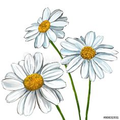 three white daisies with yellow centers