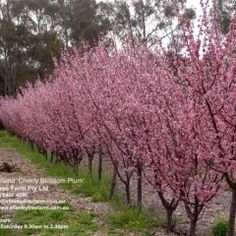 a row of trees with pink flowers on them