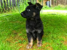 a black and brown puppy sitting on top of a lush green grass covered field next to a fence