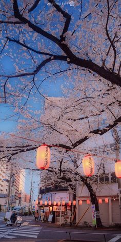 lanterns are hanging from the branches of a tree in front of a building with cherry blossoms on it