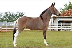 a brown horse standing on top of a lush green field next to a white fence