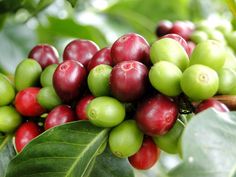 the coffee beans are ready to be picked from the tree