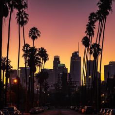 palm trees line the street as the sun sets in los angeles, california on march 25, 2013