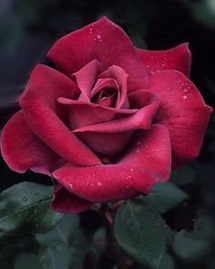 a red rose with water droplets on it