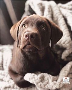 a brown dog laying on top of a blanket