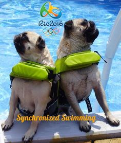 two pug dogs sitting next to each other in front of a pool with the caption catching some rays