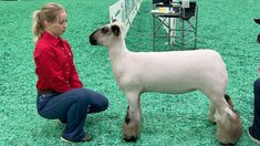 a woman kneeling down next to a sheep on top of a green carpeted field