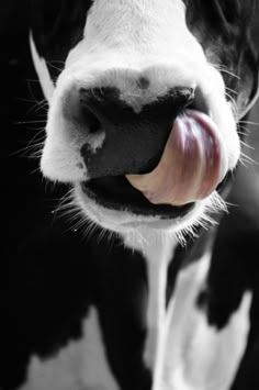 a black and white cow sticking its tongue out