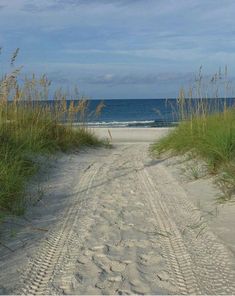 the path to the beach is lined with sea oats and grass on either side