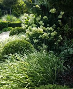 the garden is full of lush green plants and shrubbery, along with some white flowers