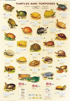 an image of turtles and tortoises poster