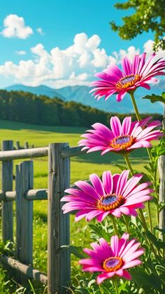 pink daisies in front of a wooden fence on a sunny day with mountains in the background