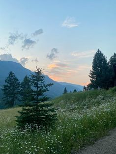 the sun is setting over some trees and flowers on a hill side with mountains in the background